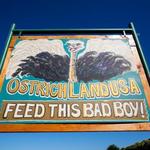 Ostrichland USA