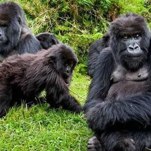 Silverback Gorilla Trekking Excursion