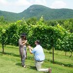 Yonah Mountain Vineyards