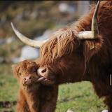 Drumbuie Farm & Quila Cridhe Tearoom