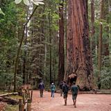 Henry Cowell Redwoods State Park