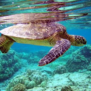 Snorkeling in Maui