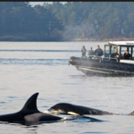 San Juan Excursions Whale & Wildlife Tours