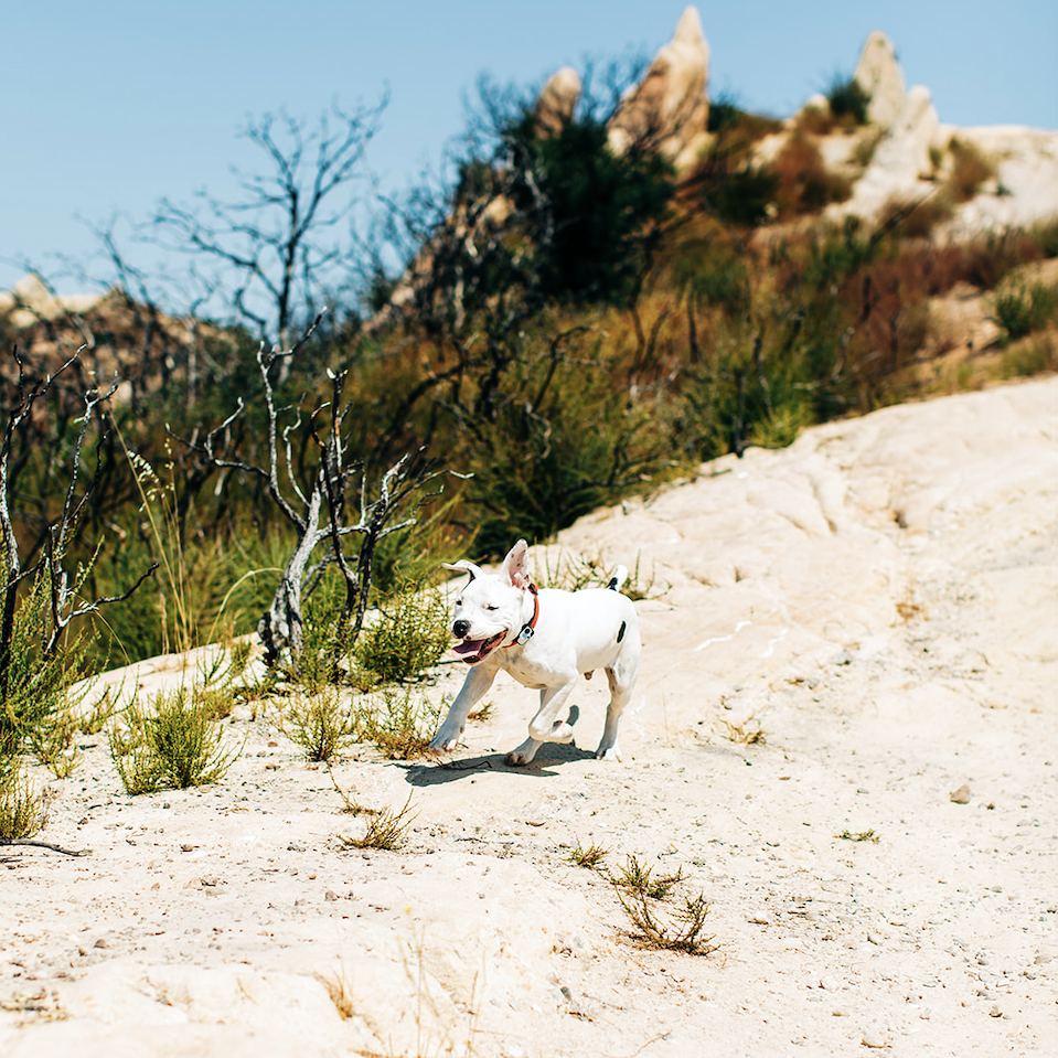One of our pups Copper