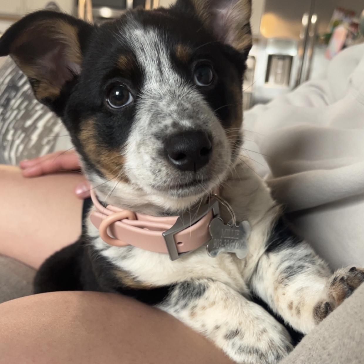 The day we got Millie!🐶