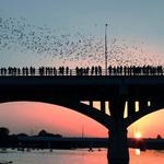 The Bats at South Congress Bridge