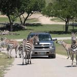 Fossil Rim Wildlife Center