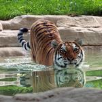 Saint Louis Zoo