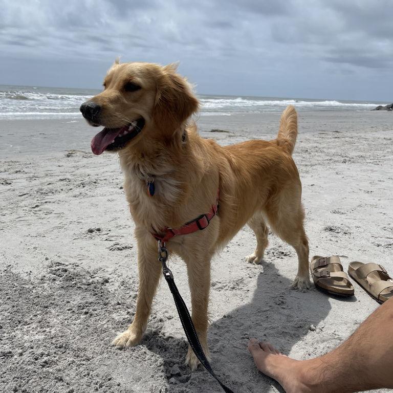 Our first beach day together. Looks fun and cheery but we both tell a good story of the explosive diarrhea Atlas had just moments after this photo. She's ok.