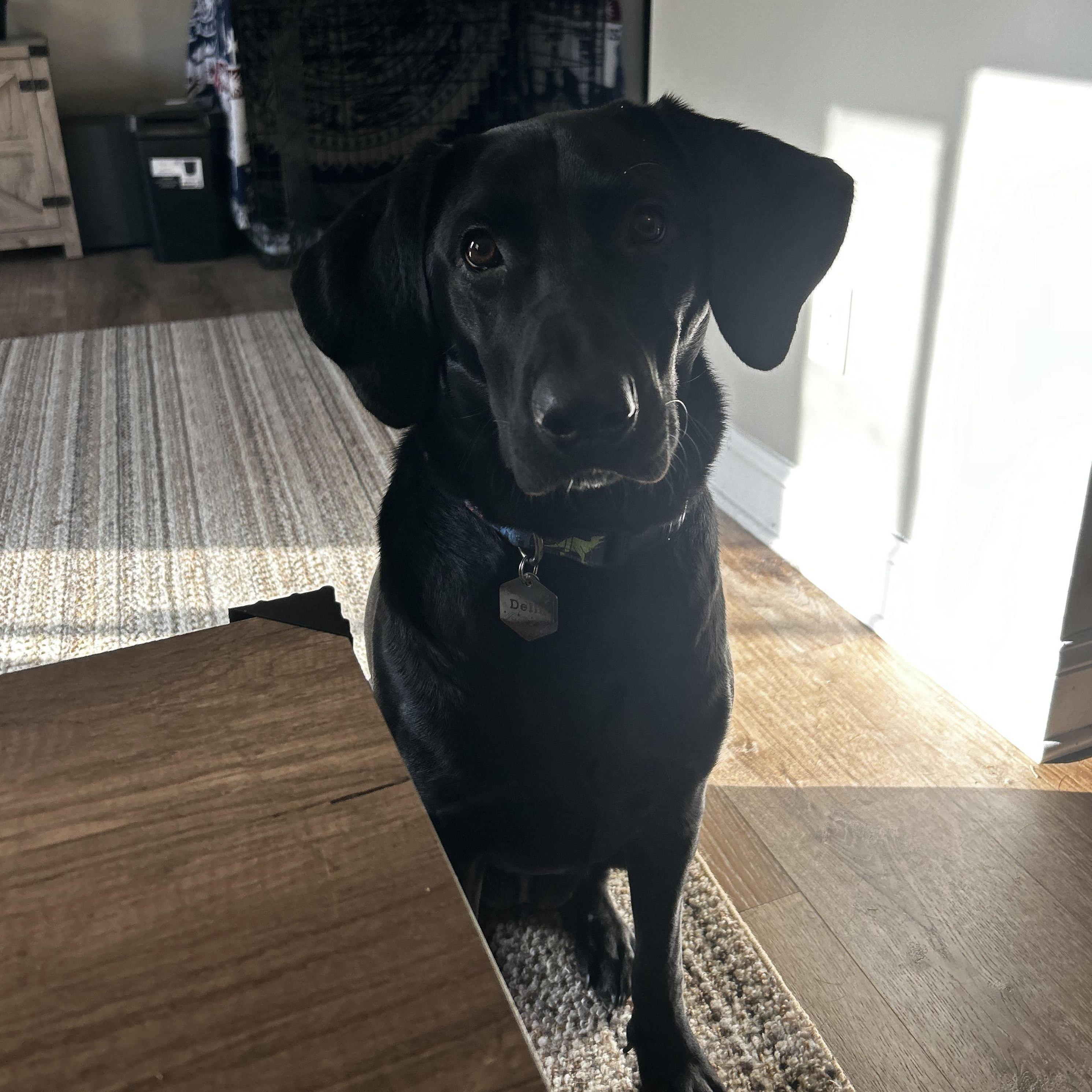 DELLA- Our black lab