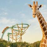 Busch Gardens Tampa Bay