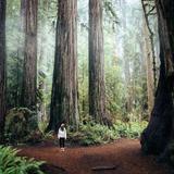 Redwood National and State Parks
