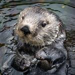 Seattle Aquarium