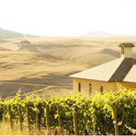 Azari Vineyards
