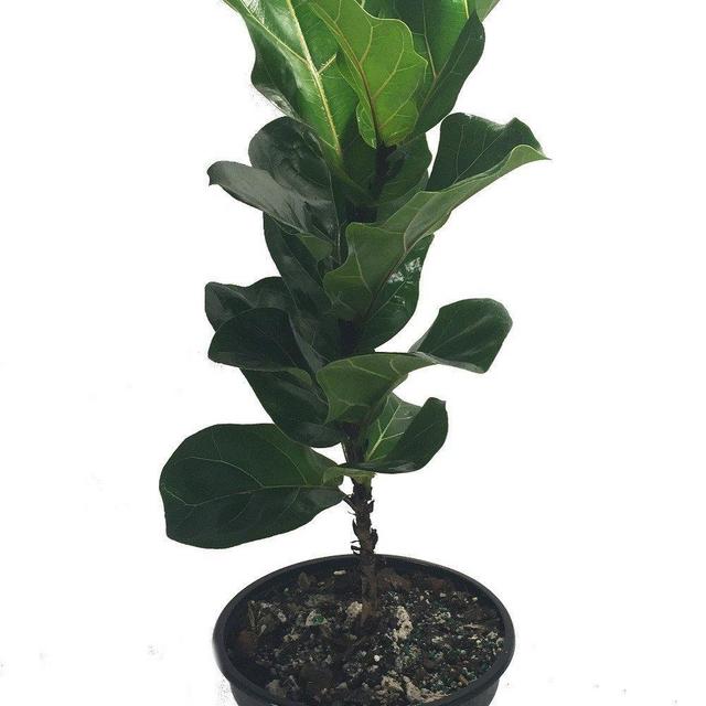 Fiddleleaf Fig Stylized Tree Shape - Ficus - Great Indoor Tree - Easy - 8&quot; Pot