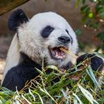 Memphis Zoo