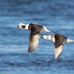 Birding in the finger lakes region