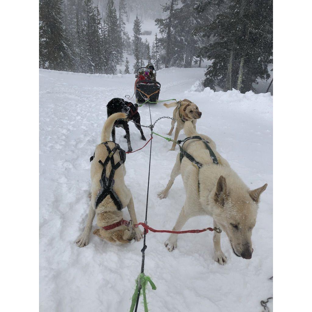 Mushing on Mt. Bachelor