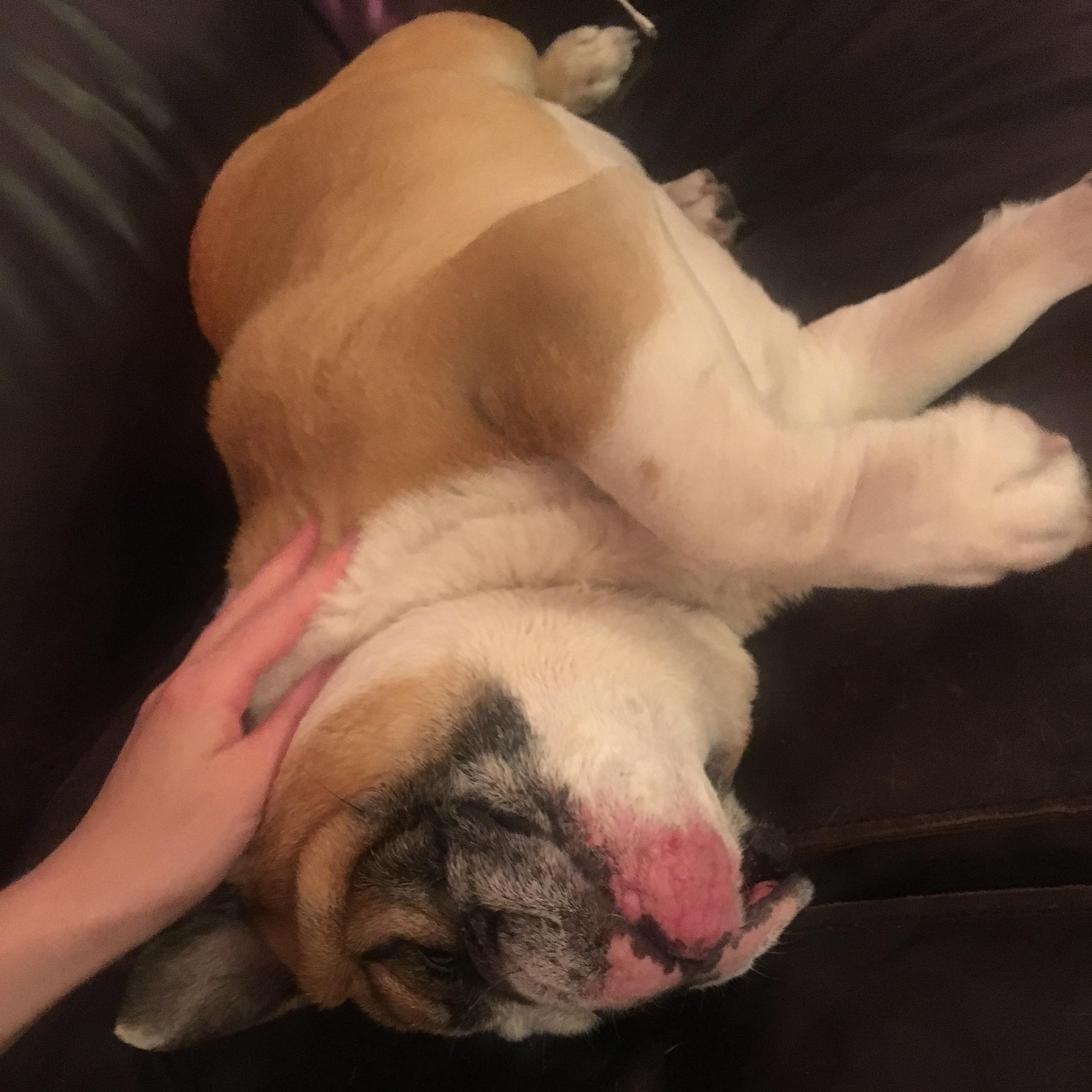 I like belly rubs