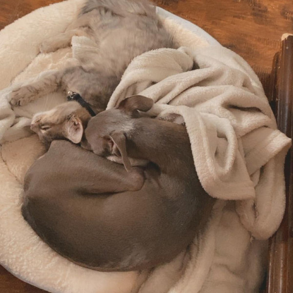 Help us spoil our fur children