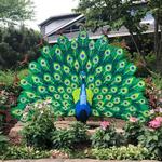 Botanical Gardens at Asheville