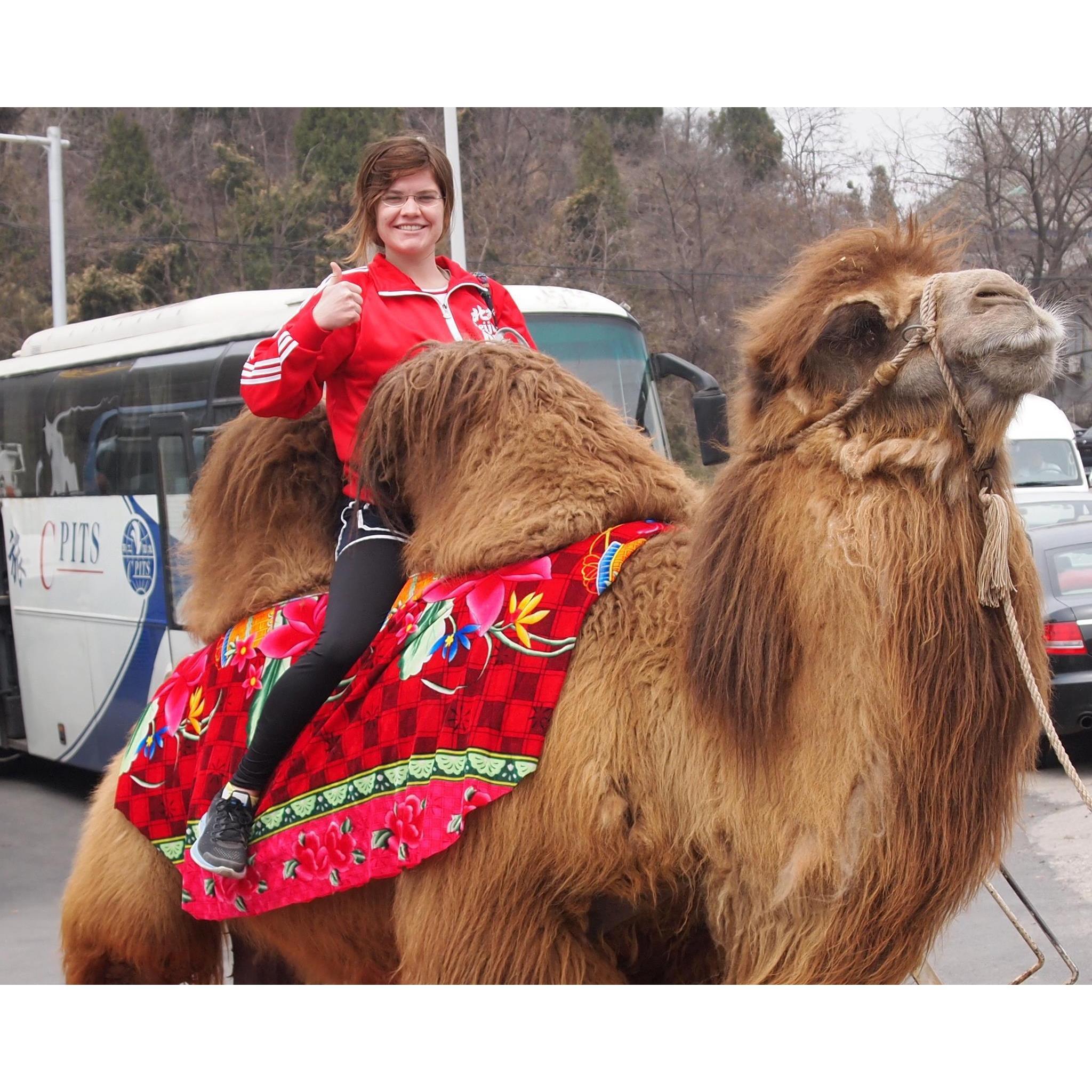 Camel at the Great Wall parking lot in Beijing. :D