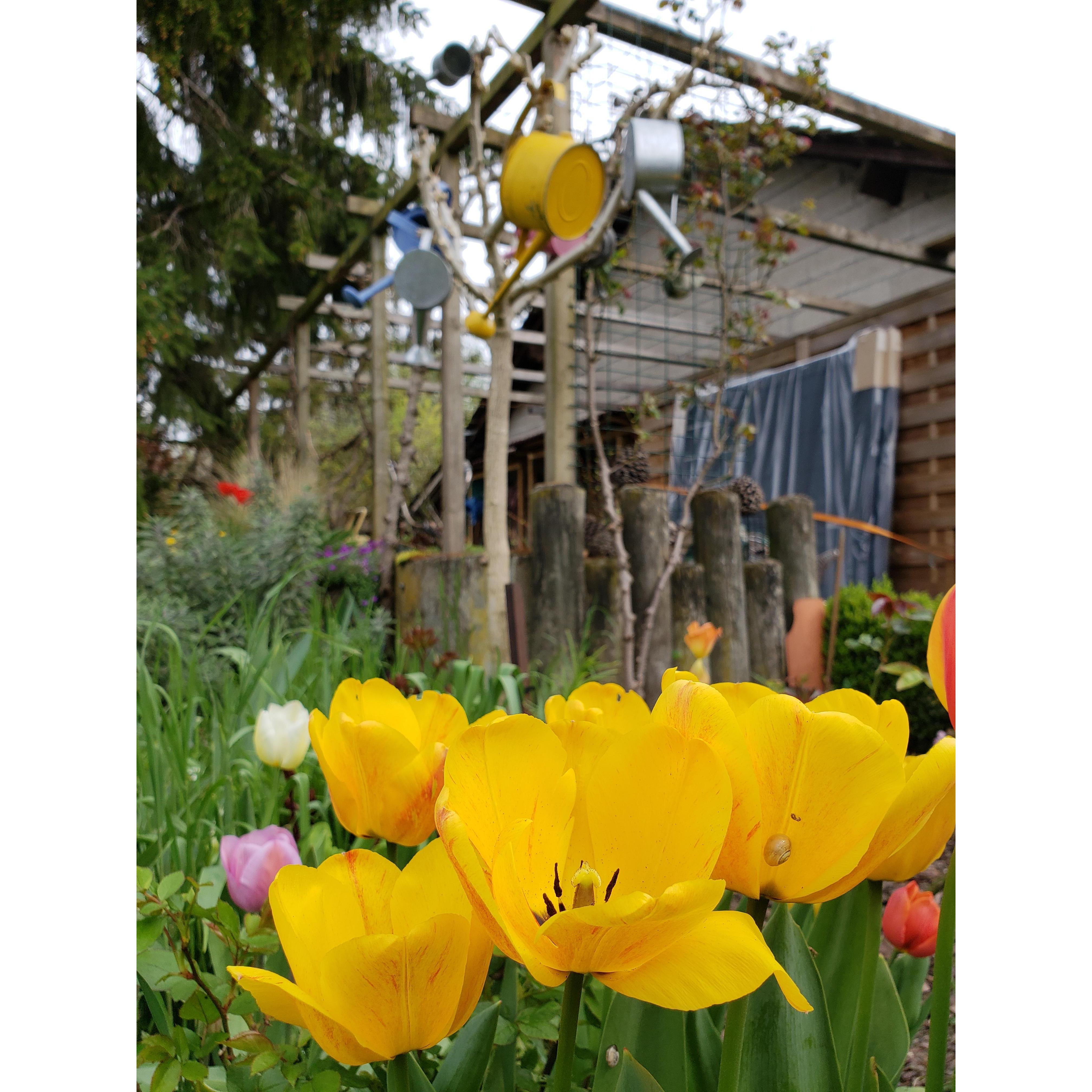 Castellain Family's Garden