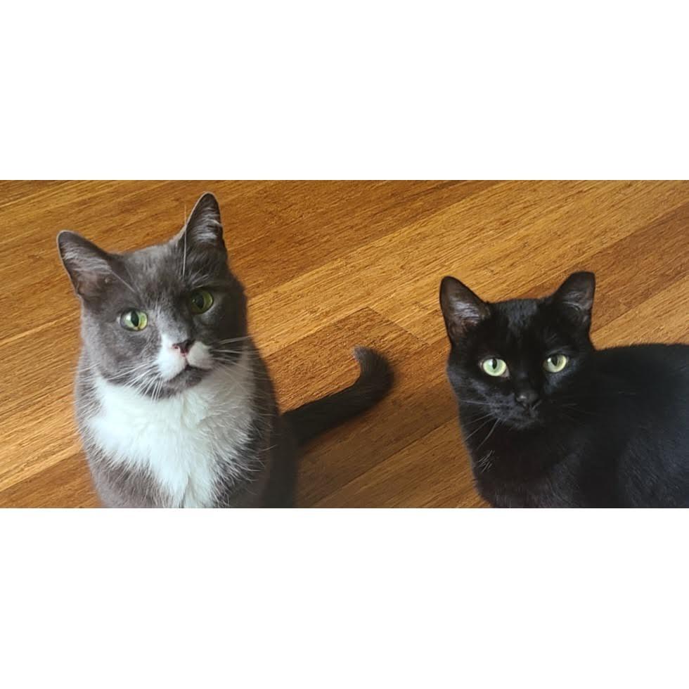 Our meowmy and deowdy are getting meowrried!