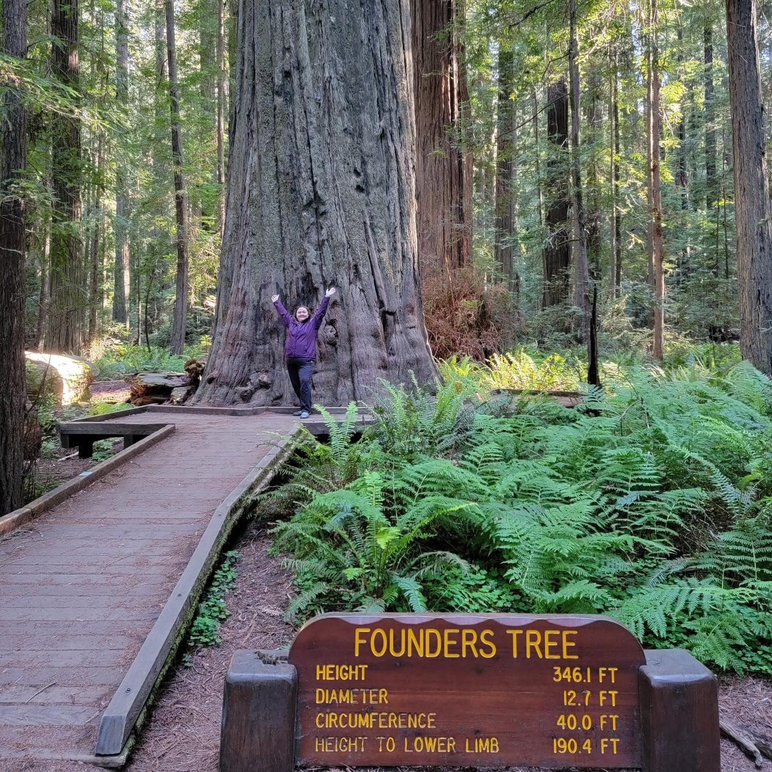 Founders Tree if the Redwood Ave