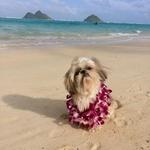Lanikai Beach