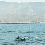 Double Dolphin Cruises
