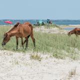 Ferry to Shackleford Banks
