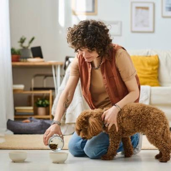 Pet Sitter For Our Honeymoon