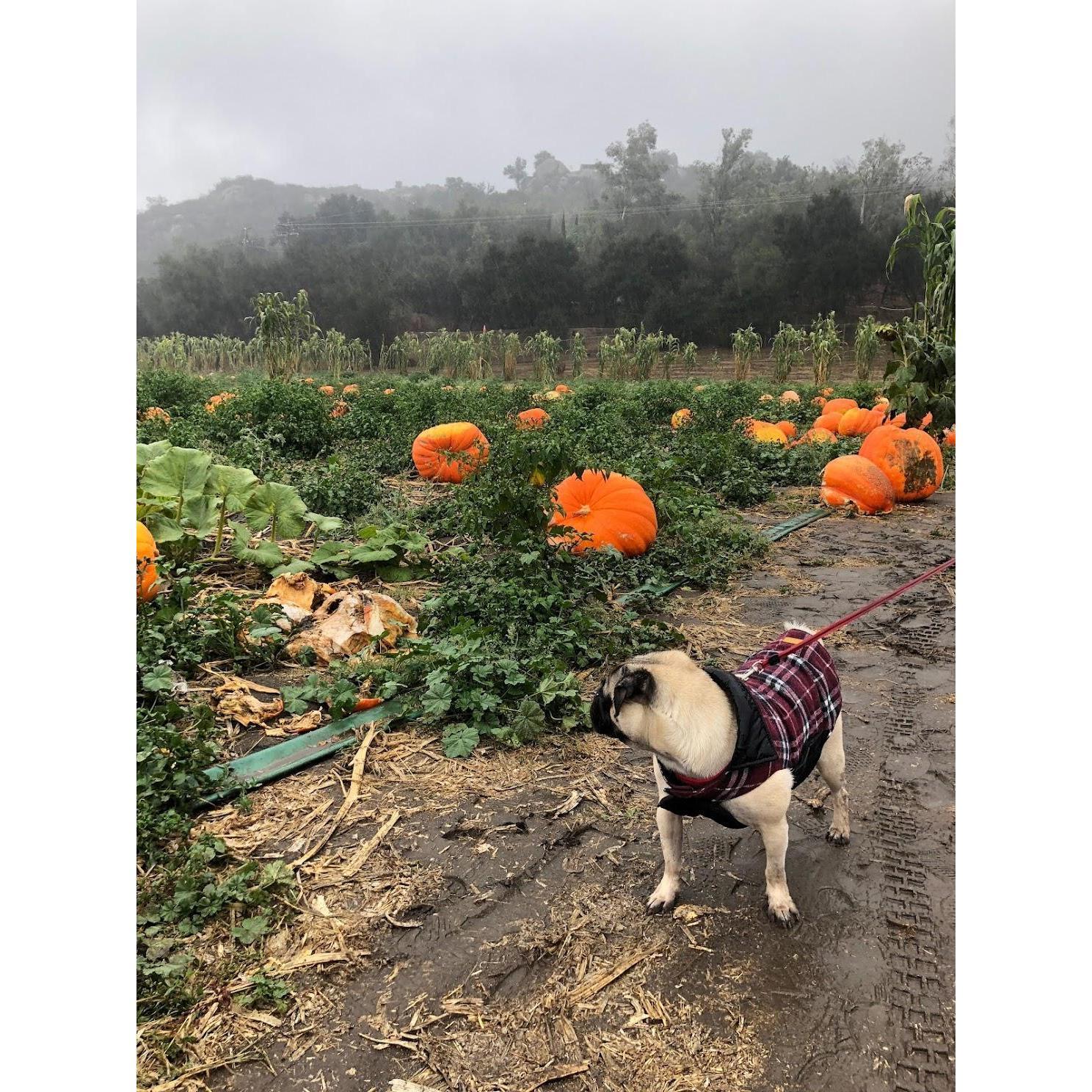 Pumpkin Patch 2018