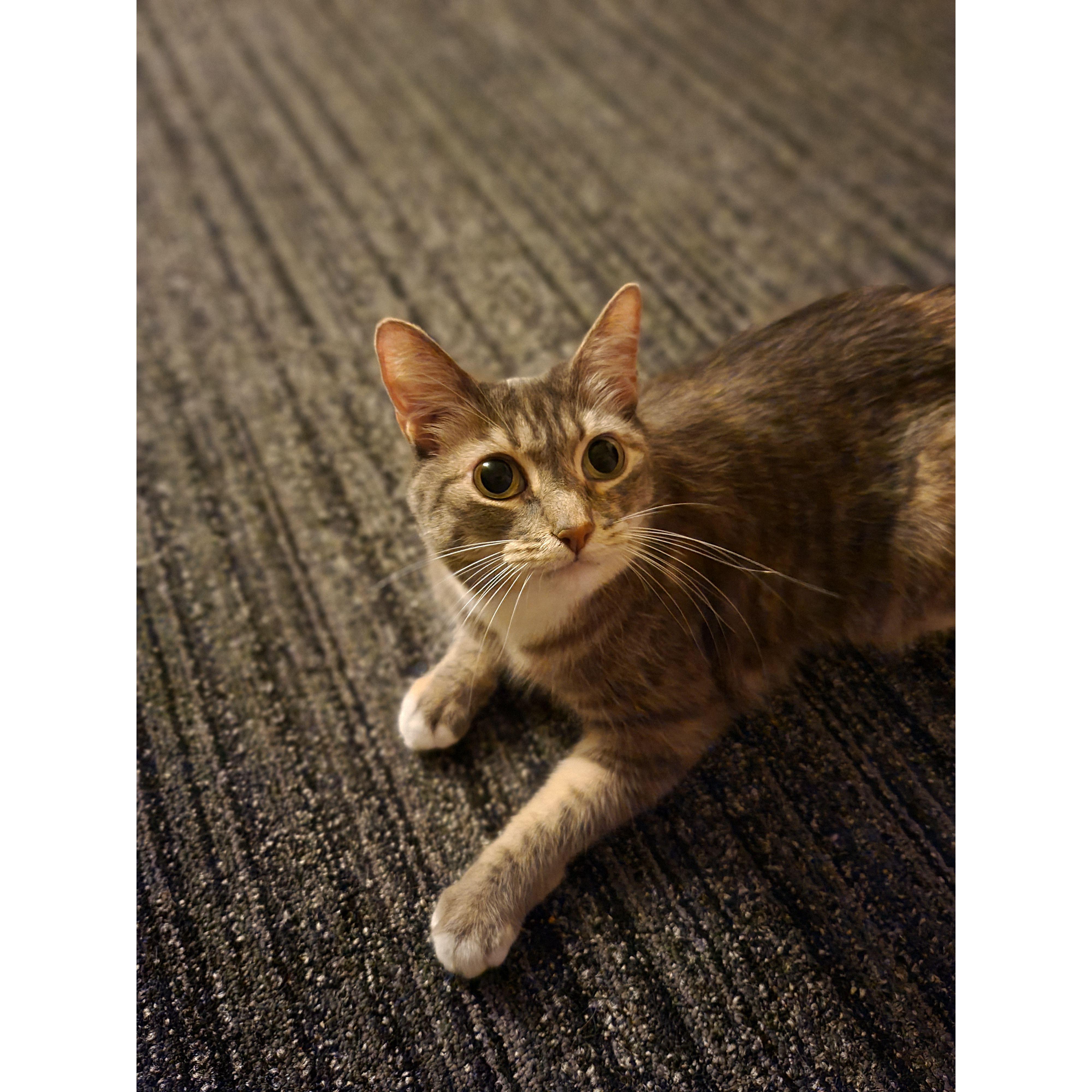 Ramona has been our girl since 2015