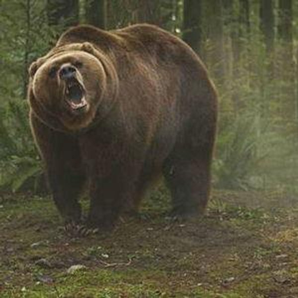 Honeymoon Fund: Bear Spray
