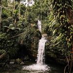 El Yunque National Rainforest