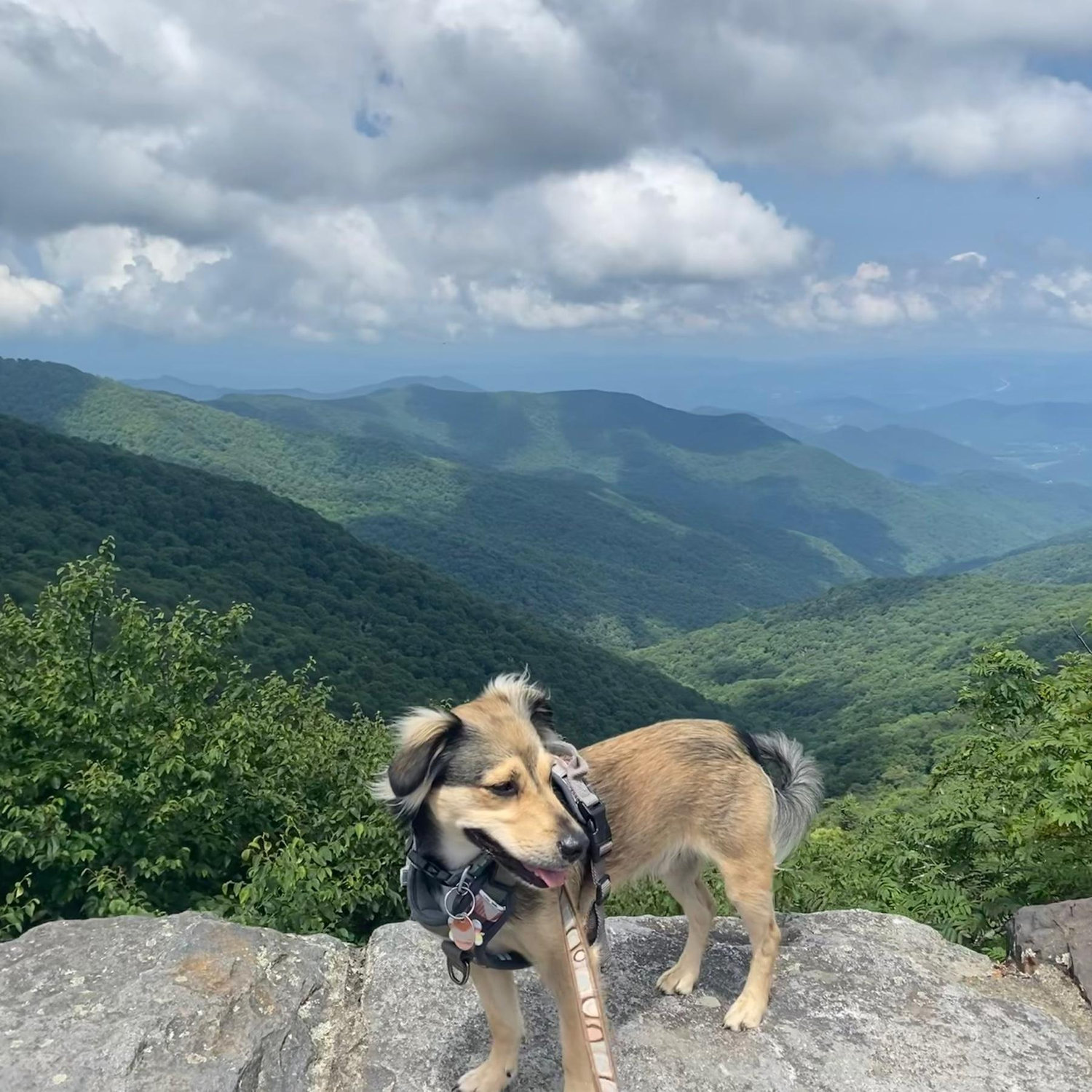 The beautiful Blue Ridge Parkway!!