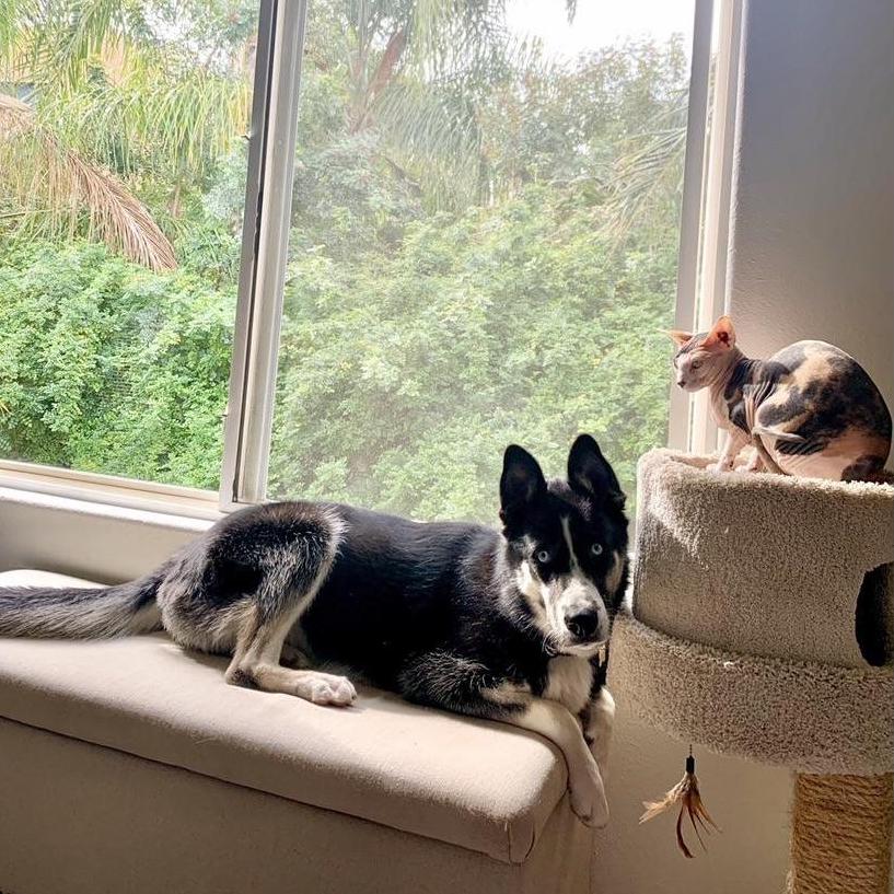 Our babes, Rye & Jane -- Tarzana, CA