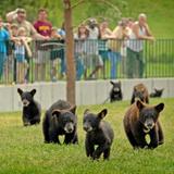 Bear Country USA