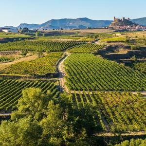 San Sebastian Wine Tasting