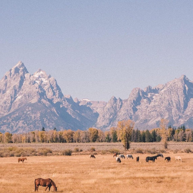 Honeymoon to Jackson Hole