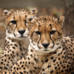 Roger Williams Park Zoo