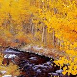 Eastern Sierra's Fall Colors