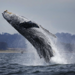 Take a Whale Watching tour and stroll Old Fisherman's Wharf