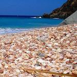 Shell Beach