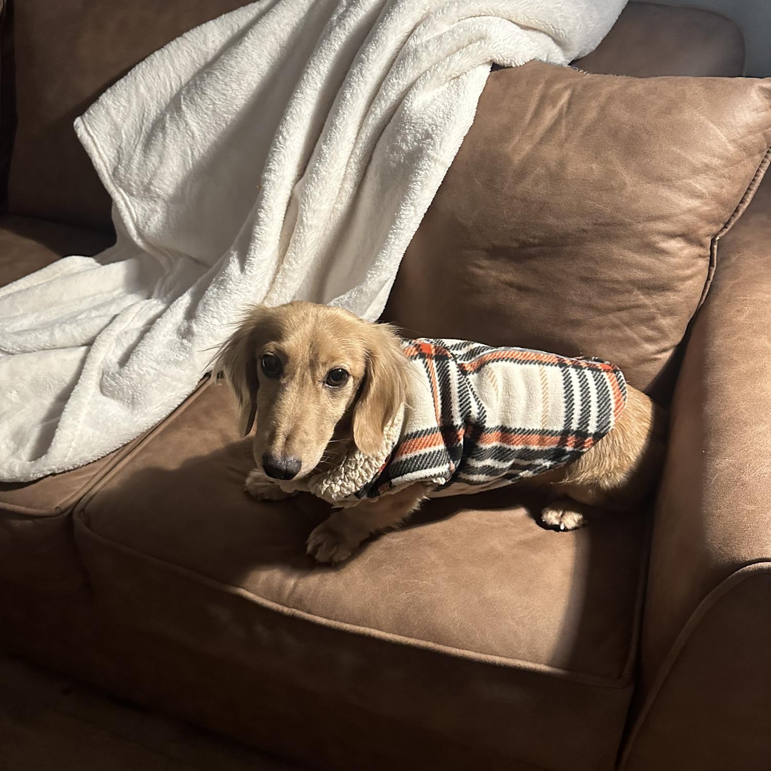 Our newest fur baby, Oliver!