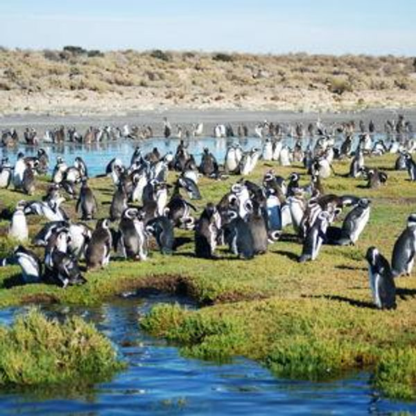 Excursion to Visit Penguins On Our Honeymoon