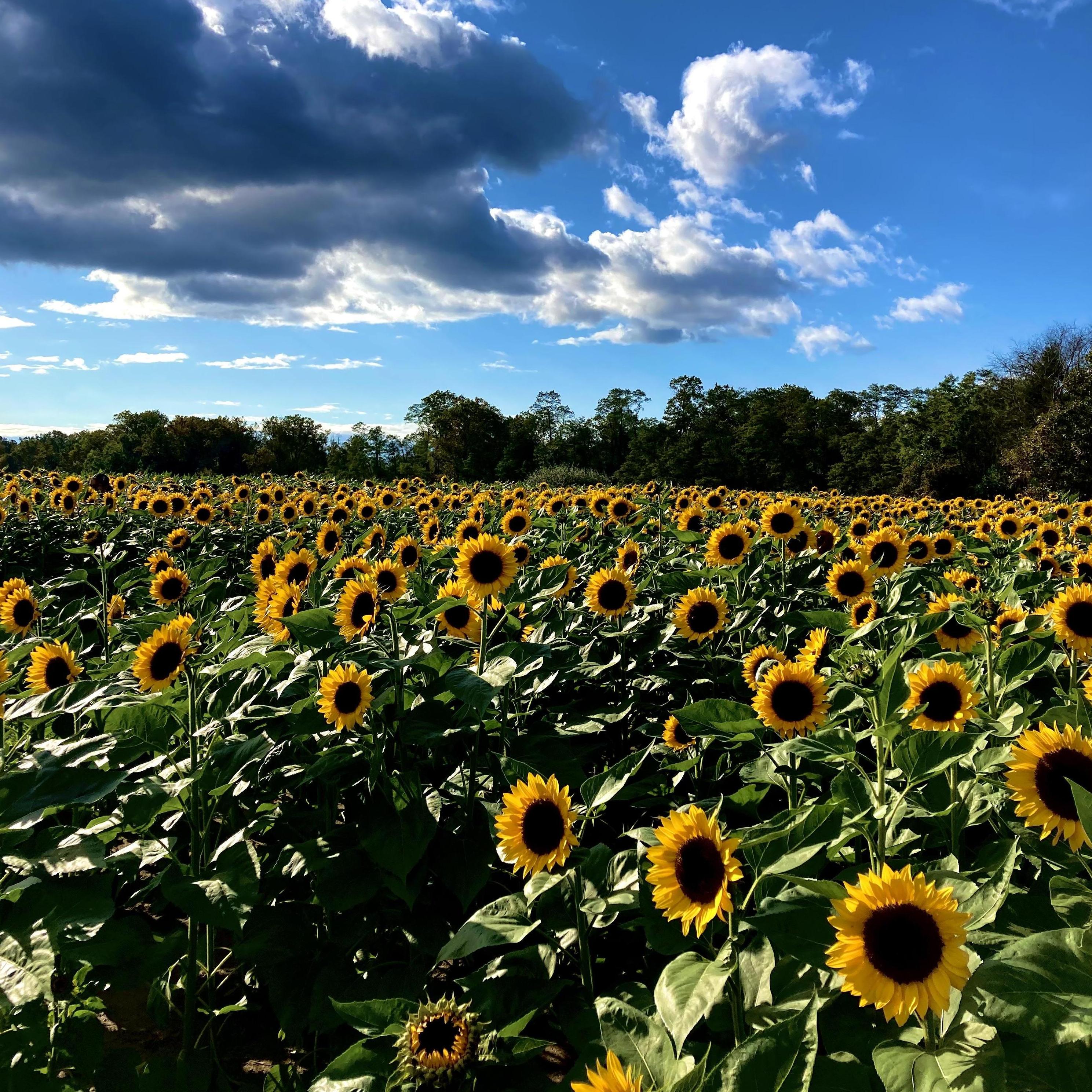Date: October 17, 2021
Days Dating: #1,245
Location: Holland Ridge Farms
We dragged our (somewhat reluctant) friends to come with us for an afternoon of sunflower picking and apple cider drinking.