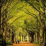 Het Amsterdamse Bos